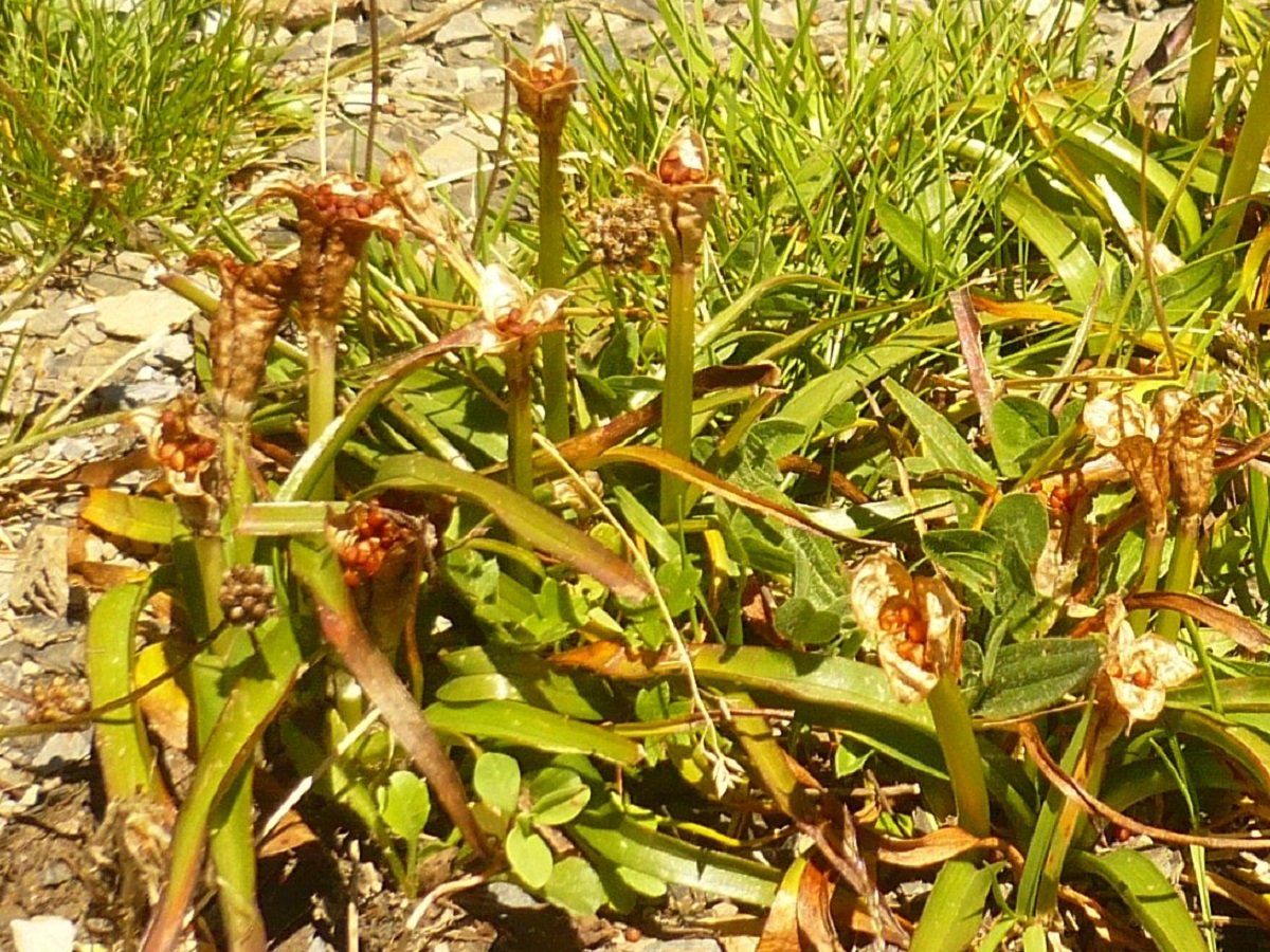 Colchicum montanum (Colchicaceae)